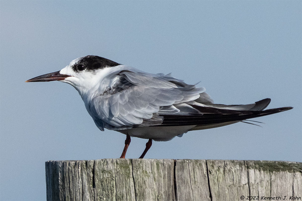 tern-41.jpg