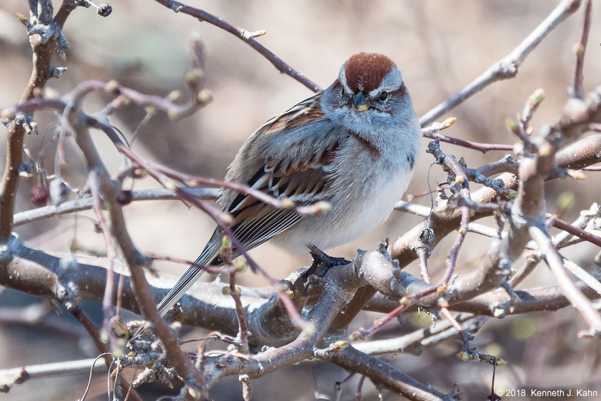 tree_sparrow-01.jpg
