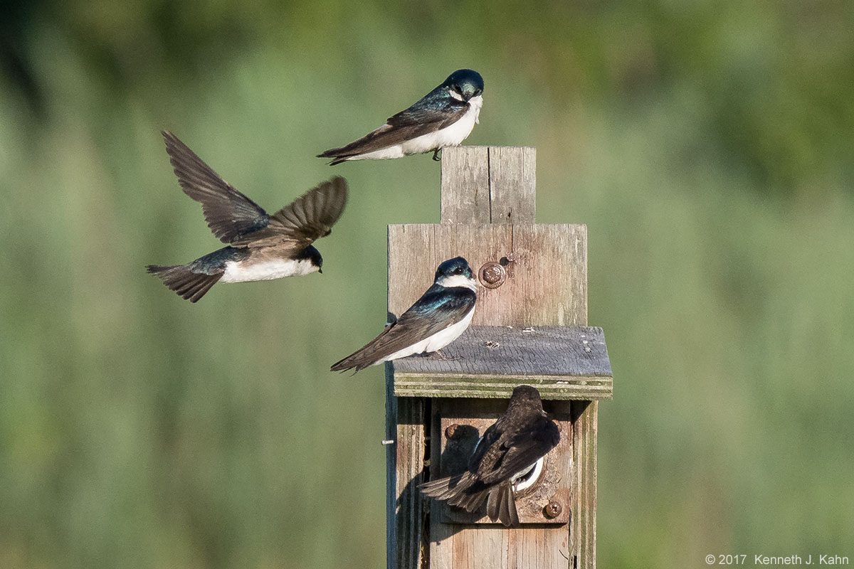 tree_swallow-06.jpg