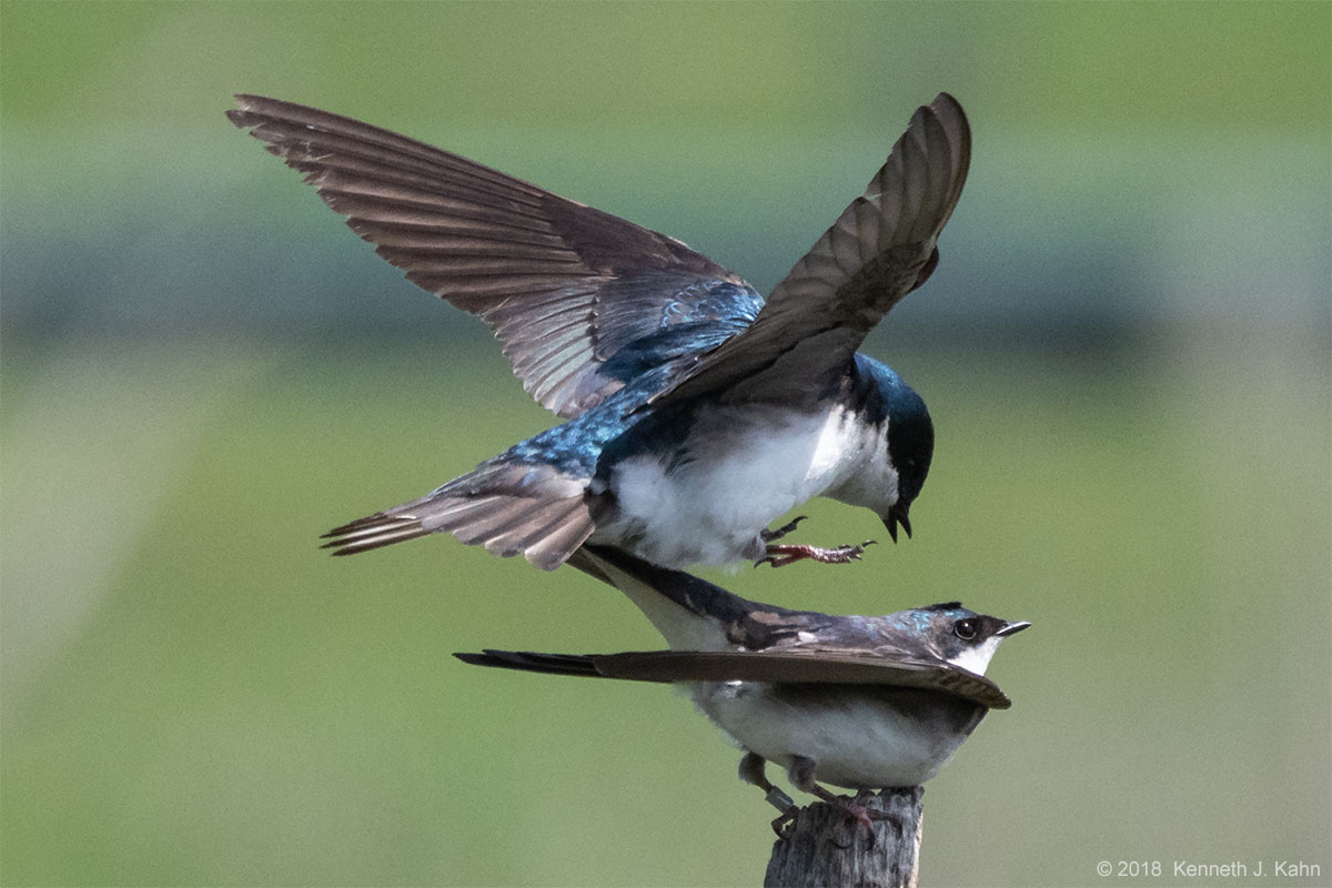 tree_swallow-16.jpg