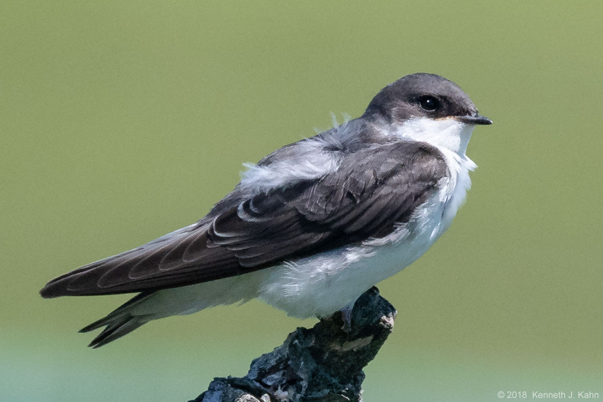 tree_swallow-17.jpg