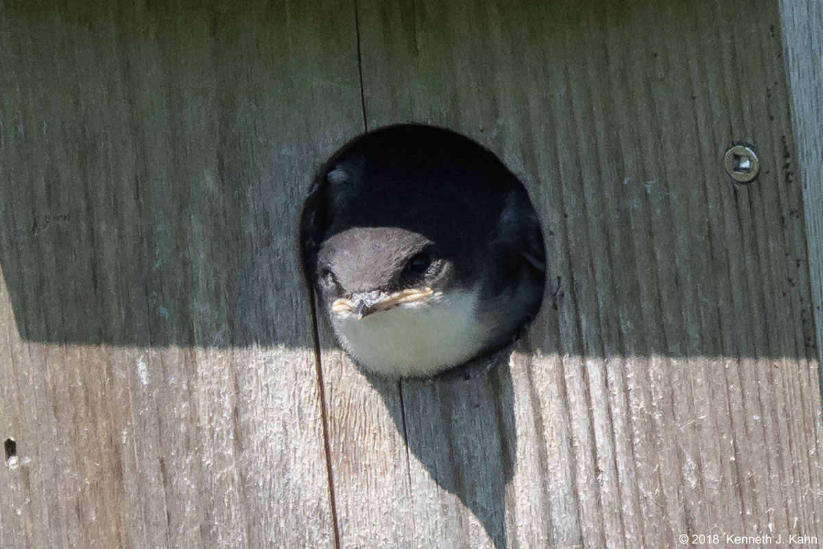 tree_swallow-19.jpg