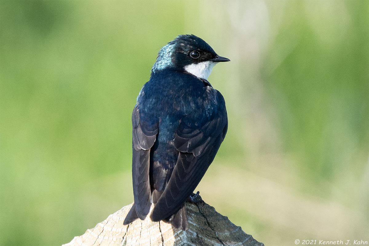 tree_swallow-21.jpg