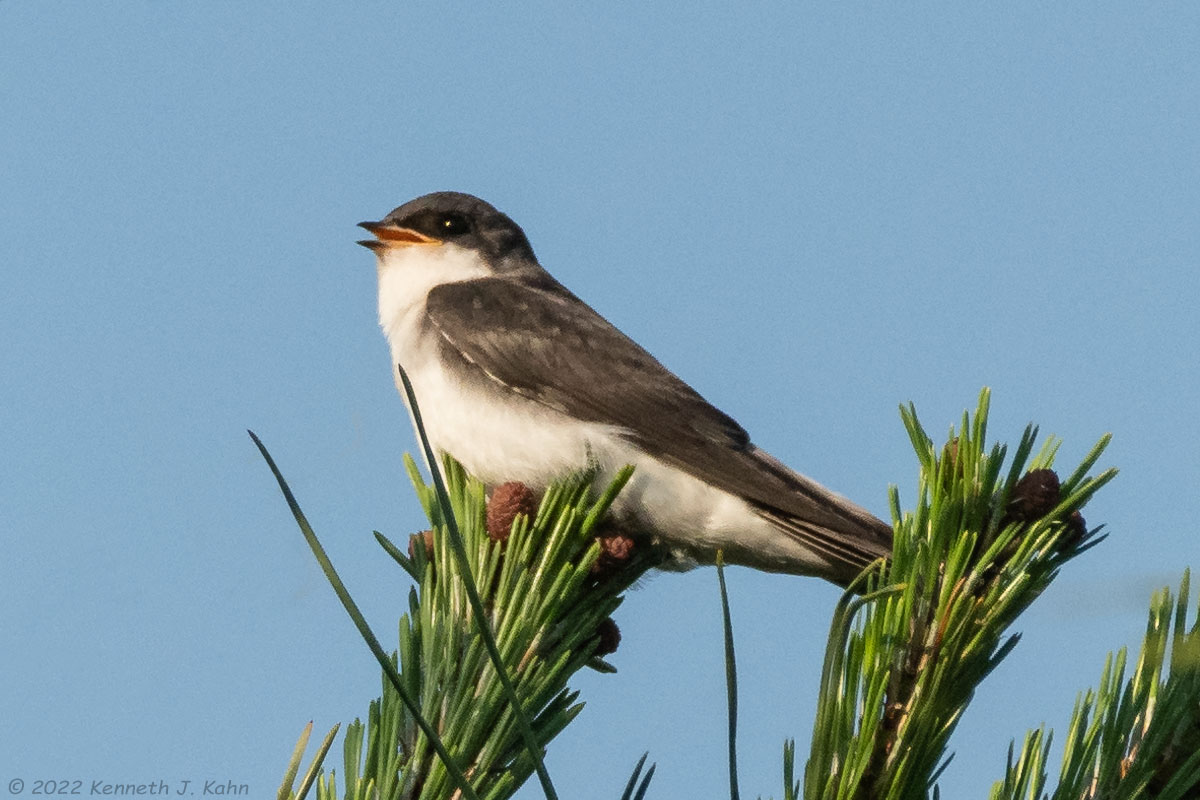 tree_swallow-23.jpg