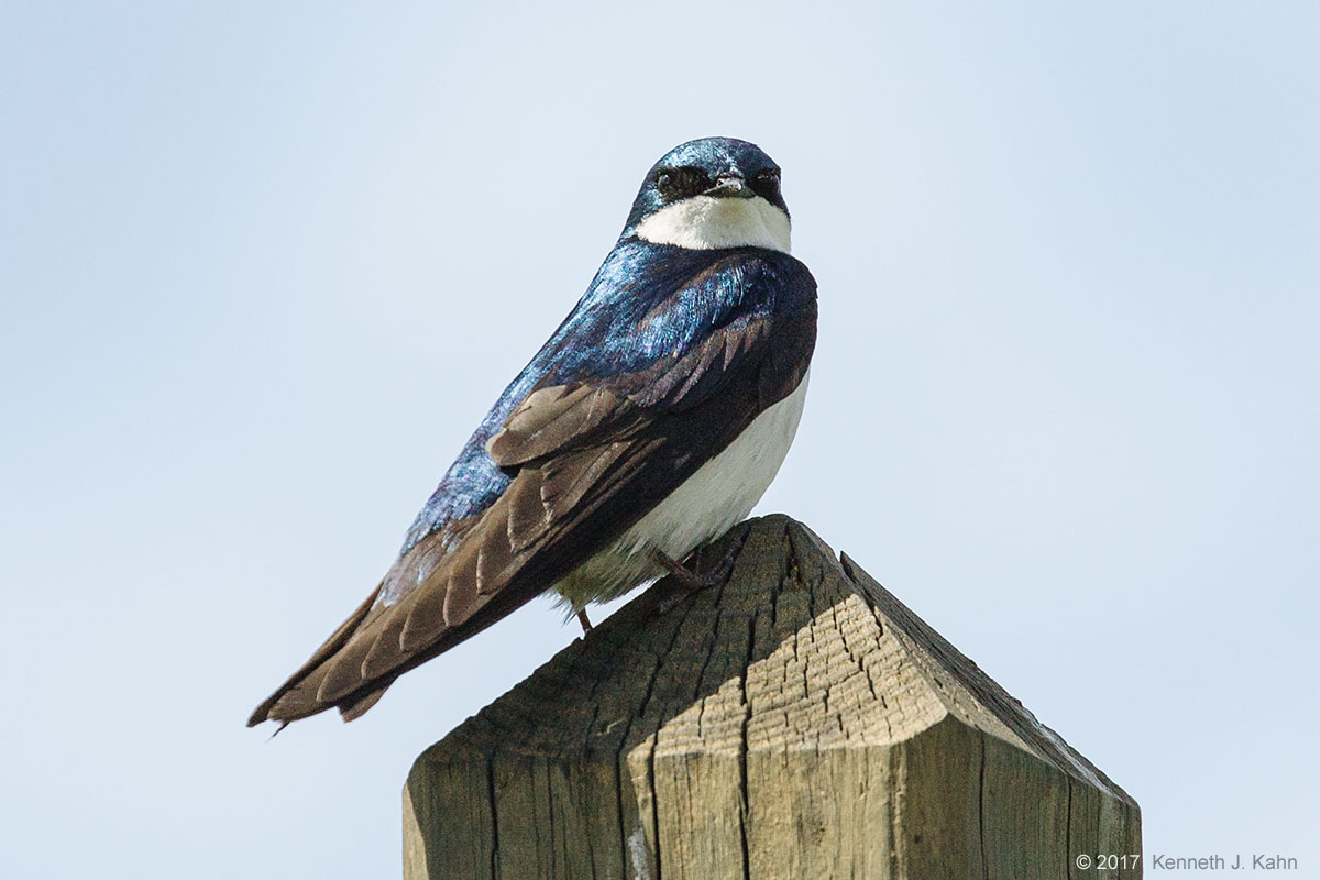 tree_swallow-4.jpg