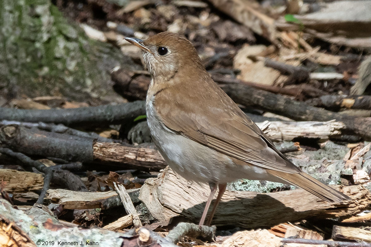 veery-01