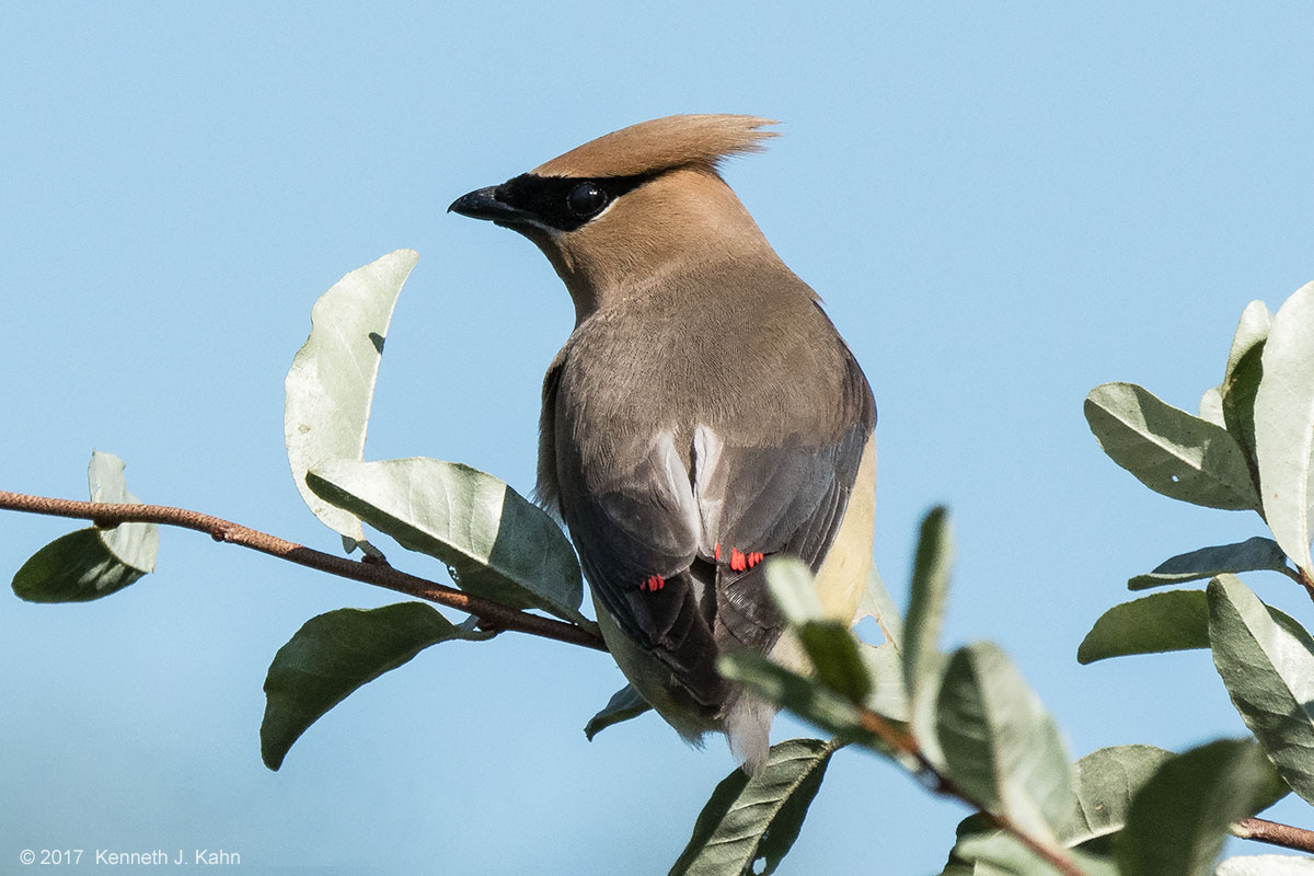 waxwing-2.jpg