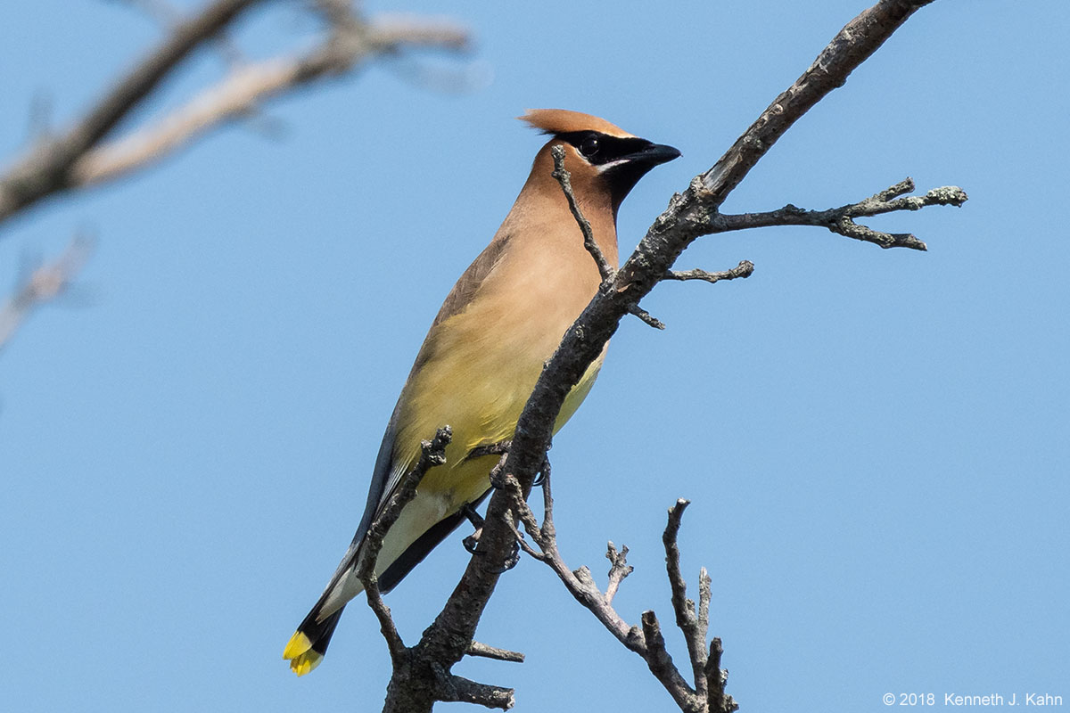 waxwing-4.jpg