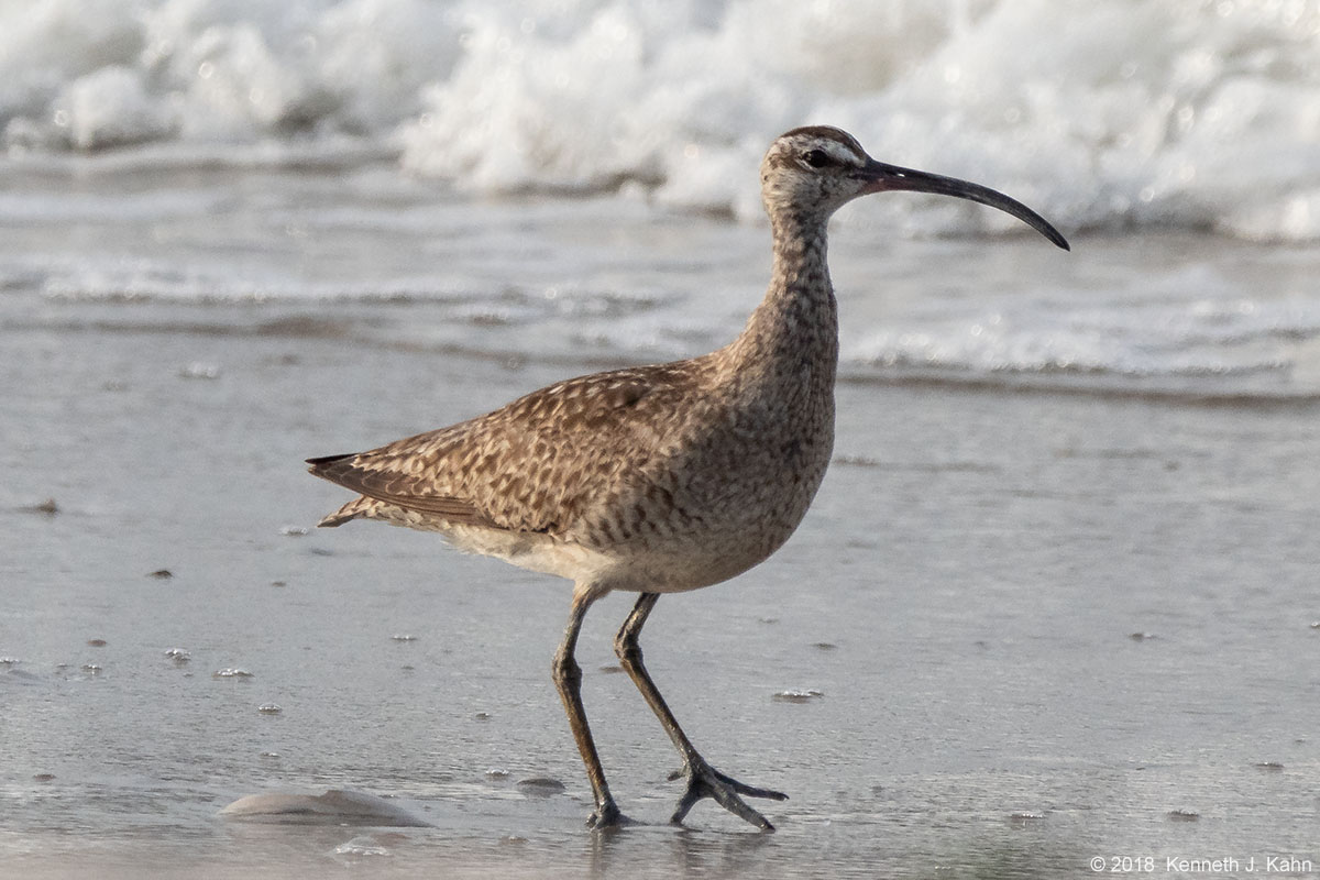 whimbrel-01.jpg