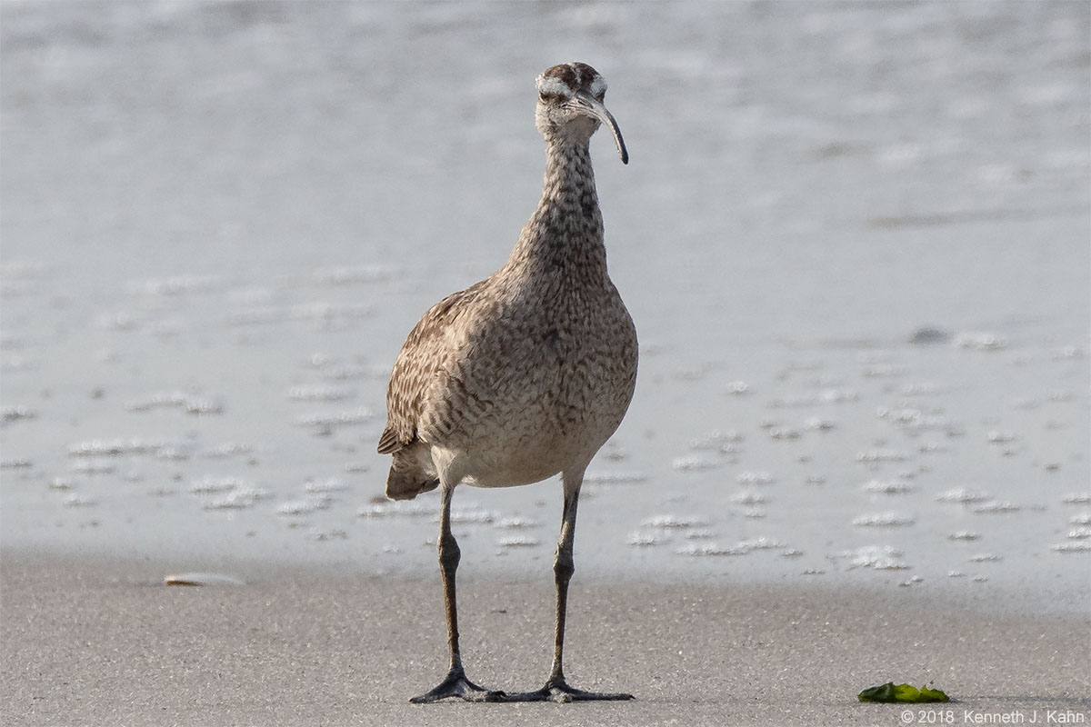 whimbrel-03.jpg