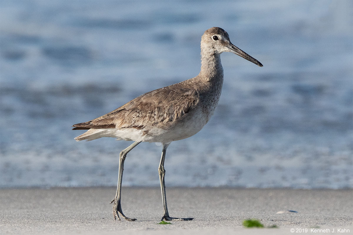 willet-5.jpg