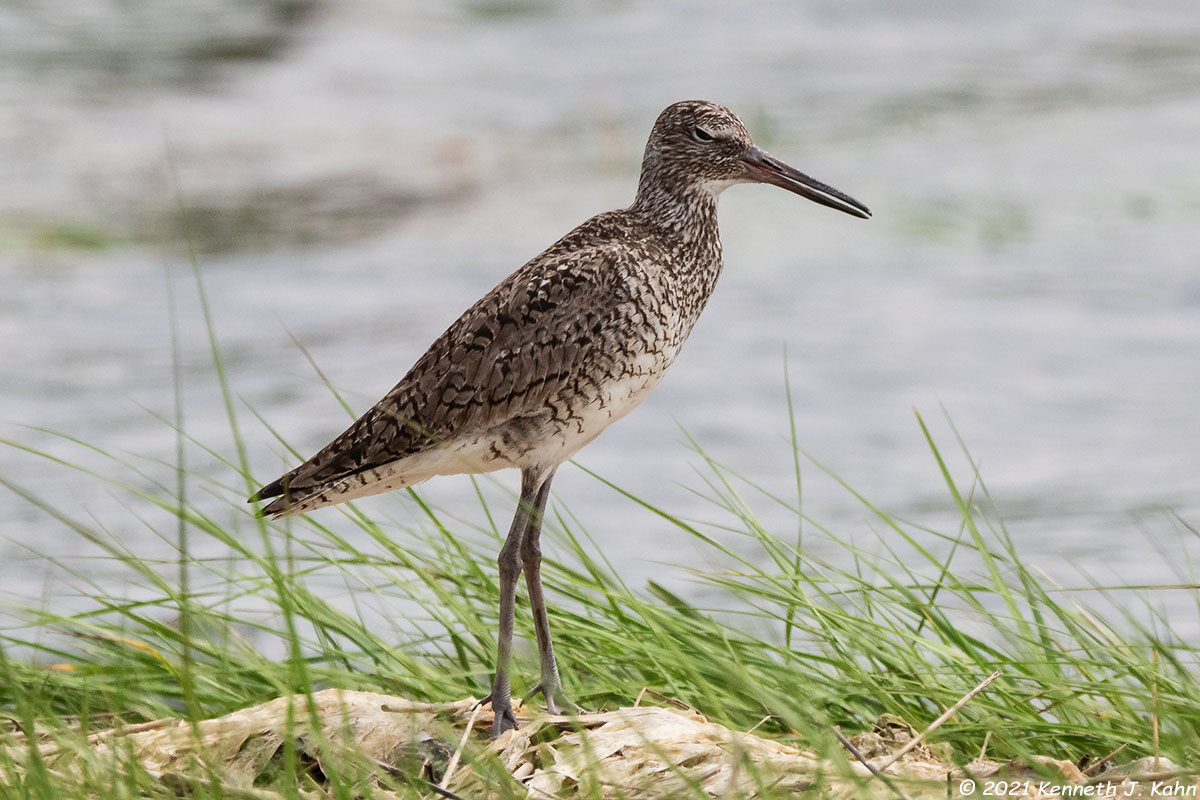 willet-6.jpg