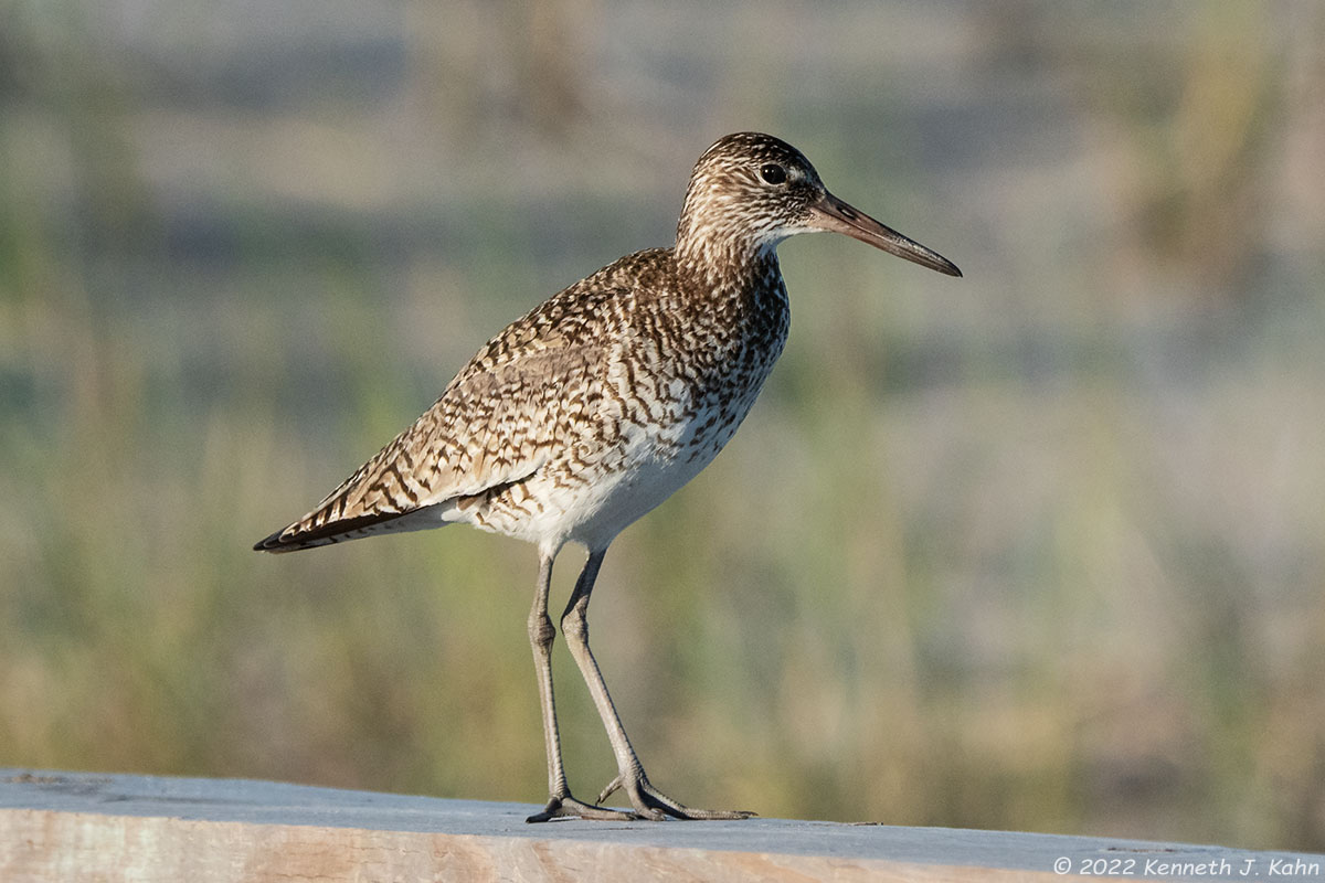 willet-7.jpg