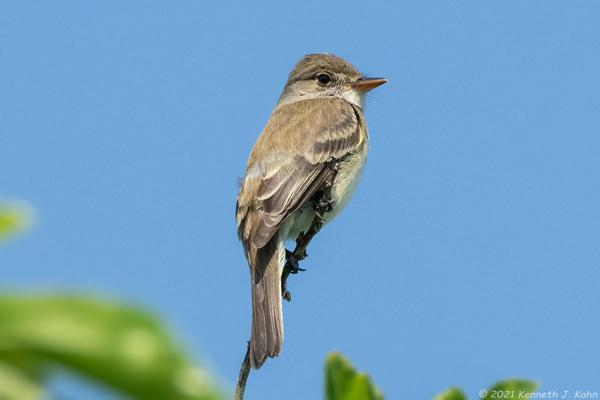willow_flycatcher-04.jpg