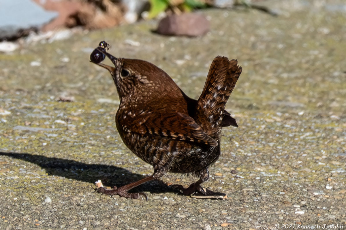 winter_wren-03c.jpg