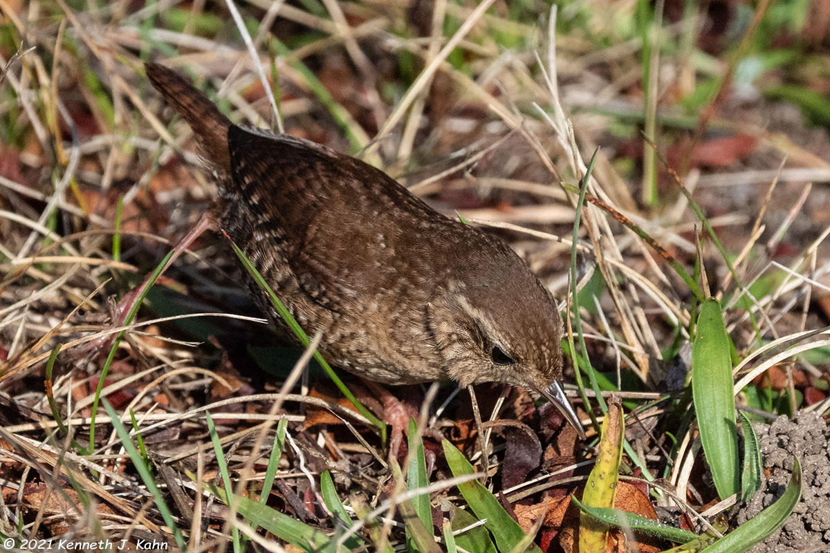 winter_wren-04.jpg