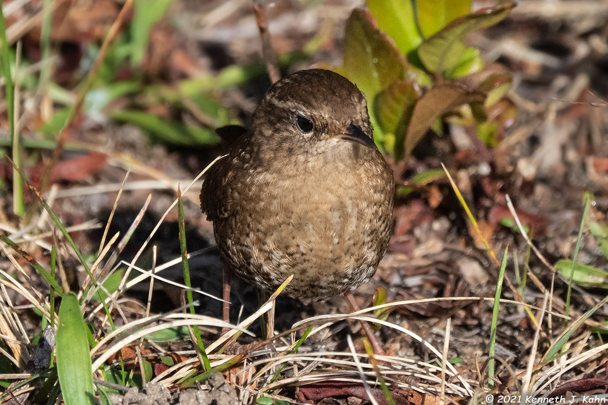 winter_wren-05.jpg
