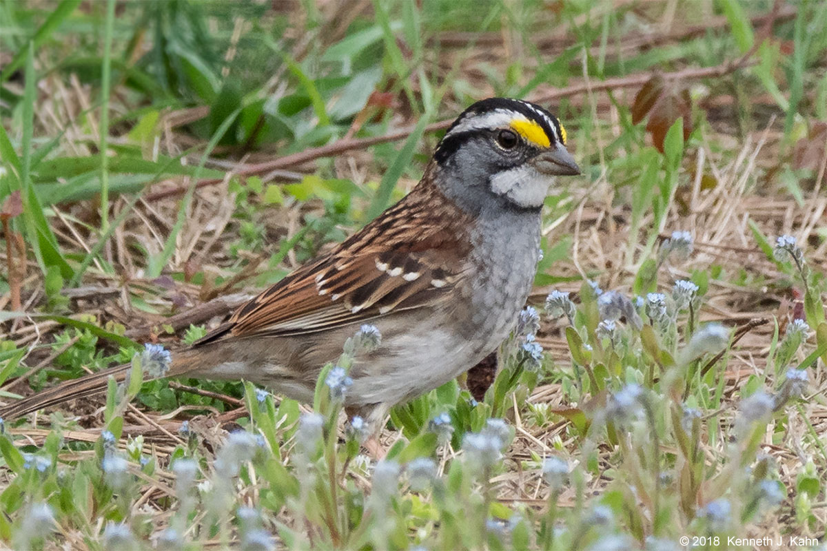 wt_sparrow-02.jpg