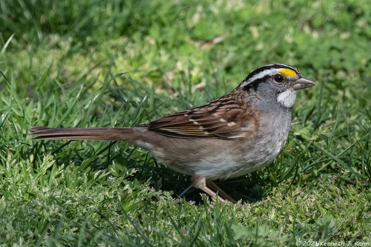 wt_sparrow-07.jpg