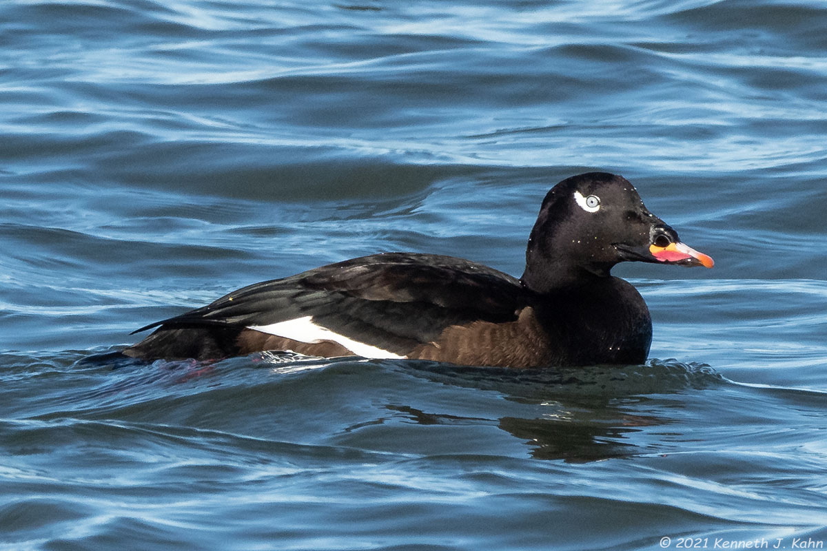 ww_scoter-06.jpg