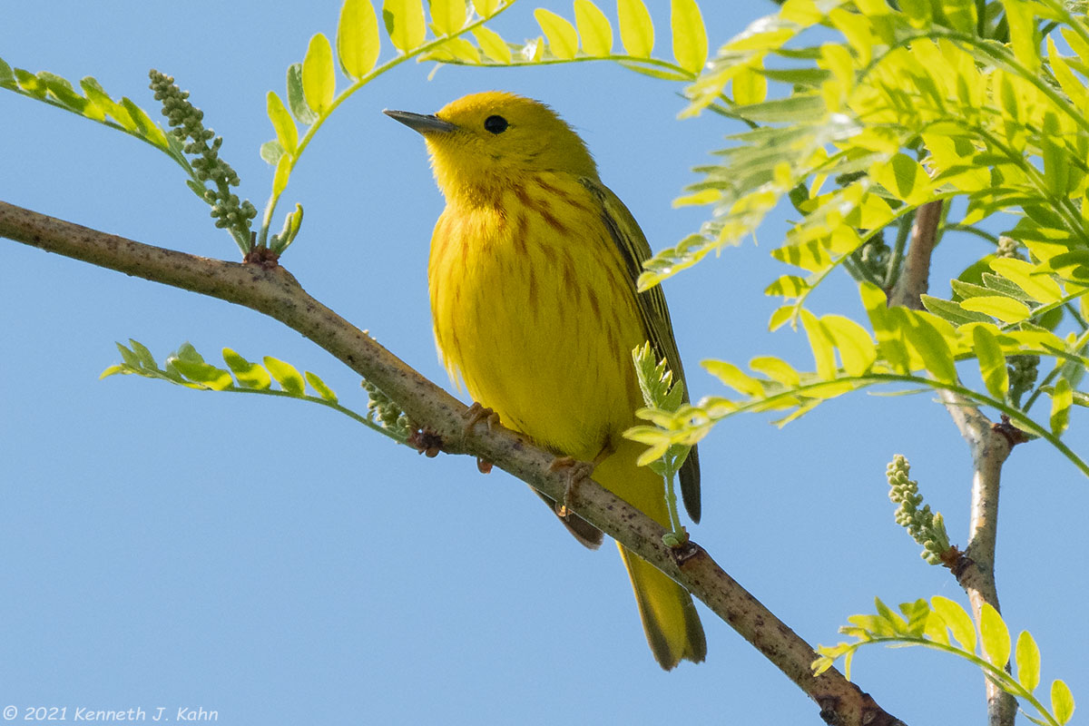 y_warbler-13.jpg