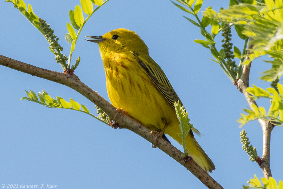 y_warbler-14.jpg