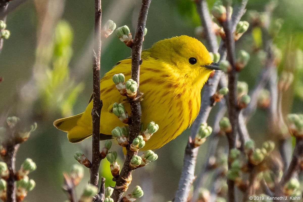 y_warbler-3.jpg