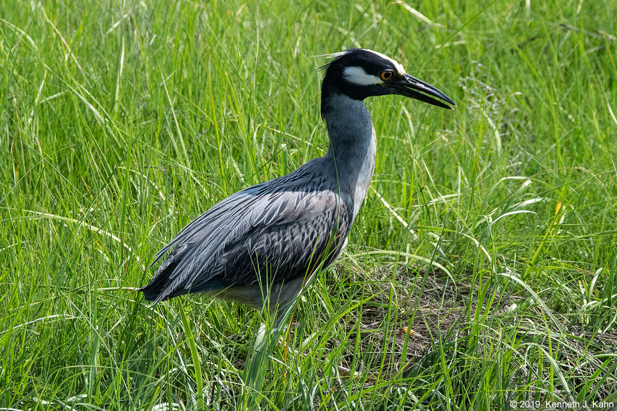 yc_night_heron-21.jpg