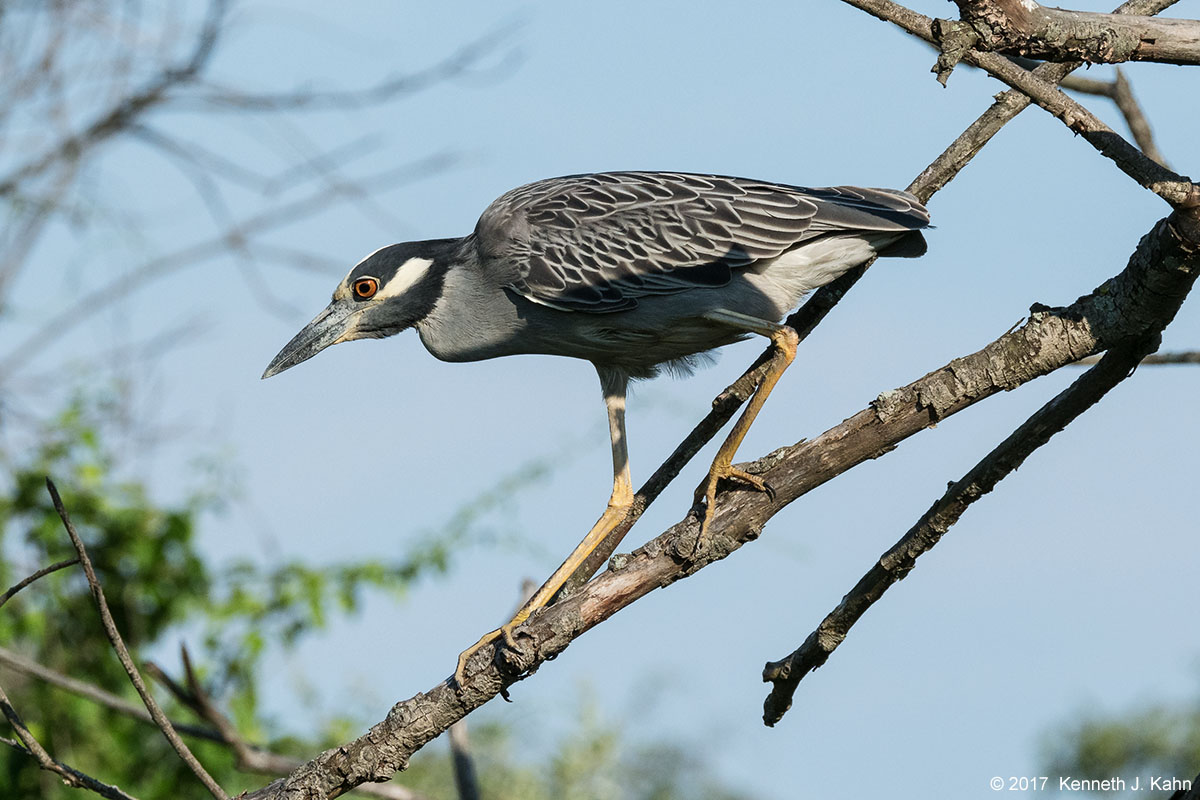yc_night_heron-3.jpg